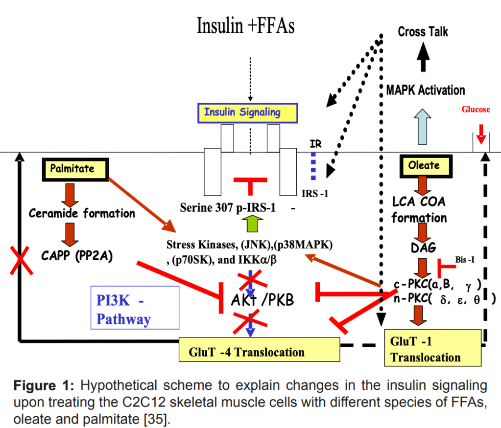 Elevated Free fatty acids cause of&nbsp;diabetes?