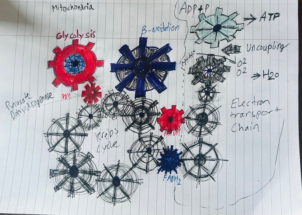 (Mild) Uncoupling of oxidative phosphorylation. Increases lifespan, decreases inflammation, upregulates OXPHOS enzymes and metabolic&nbsp;rate