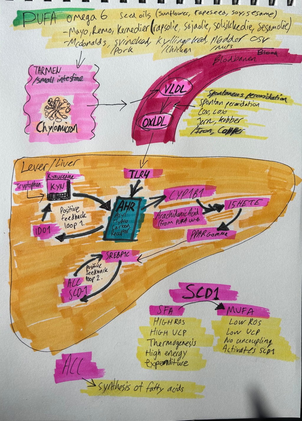 Dietary PUFA -driver of the mammalian hibernation state and Human&nbsp;Obesity?